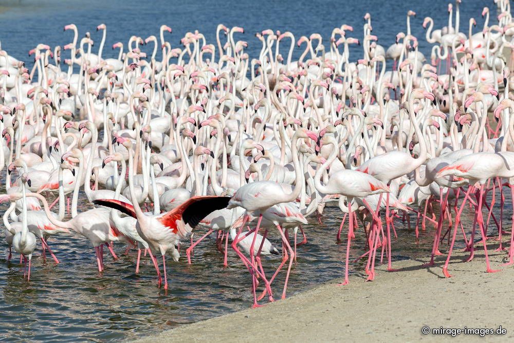 Colony of Flamingos 
Ras Al Khor Wildlife Sanctuary - Dubai
Schlüsselwörter: Schutzgebiet Wüste Vögel Vogel farbig rosa geschÃ¼tzt Reservat Brackwasser Gruppe Kolonie Feuchtgebiet Natur natÃ¼rlich Biotop Lebensraum unerwartet gesellig