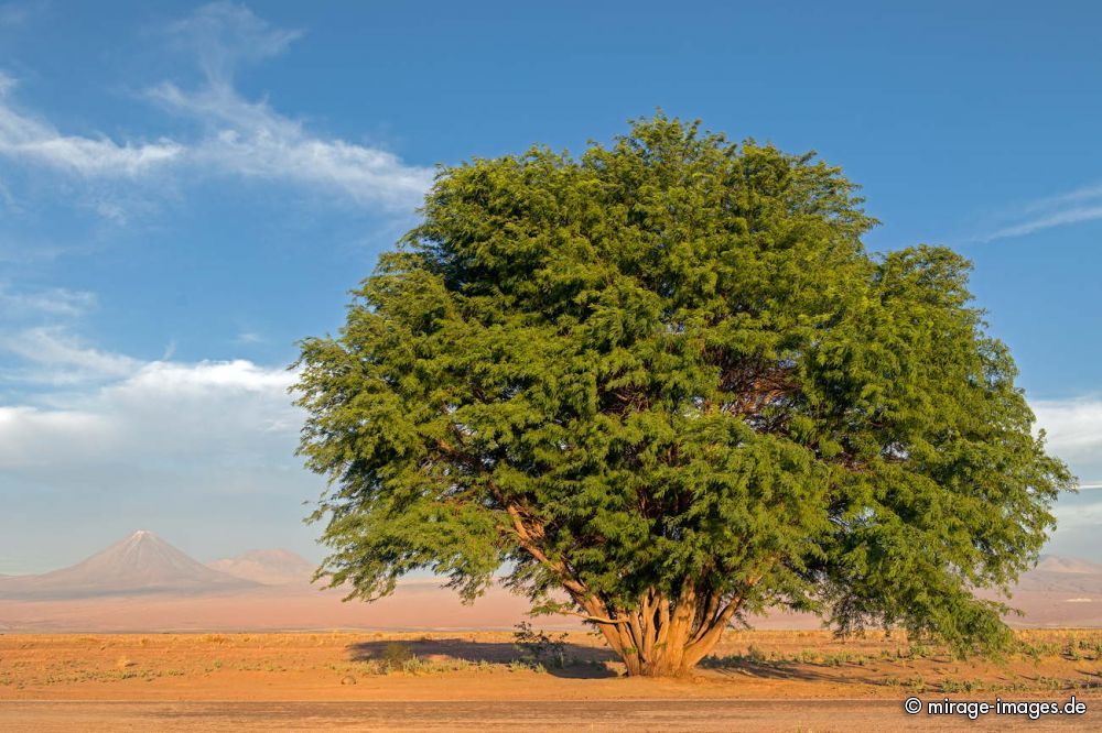 Salar de Atacama
Schlüsselwörter: Landschaft grün Landschaft Hochebene Vegetation karg Schönheit Ichu trees1 Wolken malerisch szenisch Naturschönheit Wüste Ruhe Einsamkeit Leere trees1 Naturschutz trocken dürr arid wasserarm abends karg menschenleer spärlich geschützt