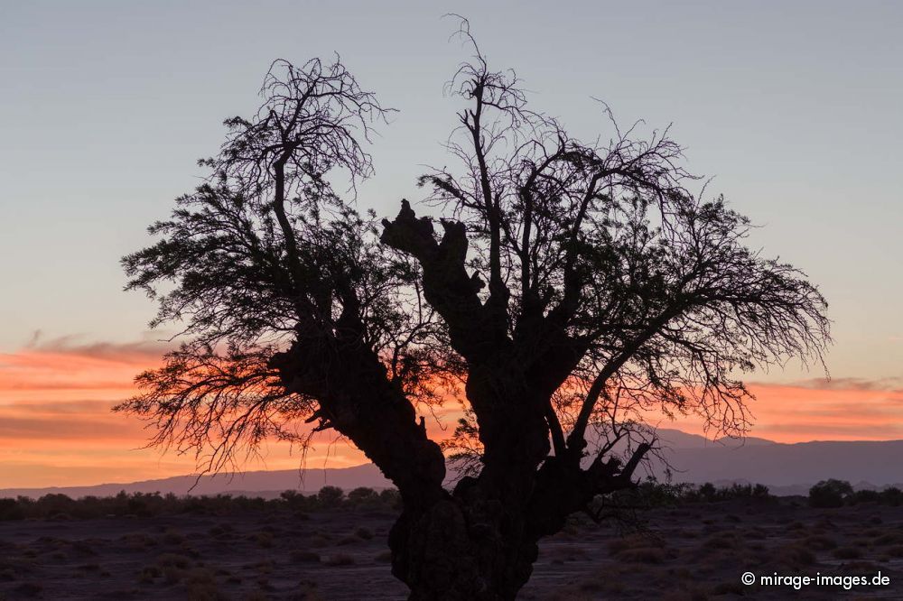 Silhouette 
Salar de Atacama
Schlüsselwörter: Baum Sonnenuntergang WÃ¼ste Ã„ste malerisch Silhouette Umriss Schatten Himmel rot arid karg trocken Trockenheit Natur Landschaft trees1