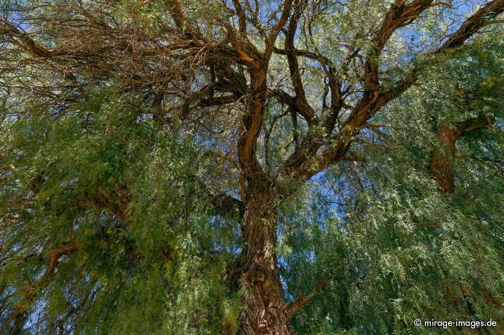 Hugh Tree
Rio Grande
Schlüsselwörter: Baum Krone Wald Holz grün Schutz Dach Natur Licht Wachstum Alter Pflanze Laub Ökologie Erholung erholen majestätisch atmen Sauerstoff gesund Klima CO2 Ast Äste