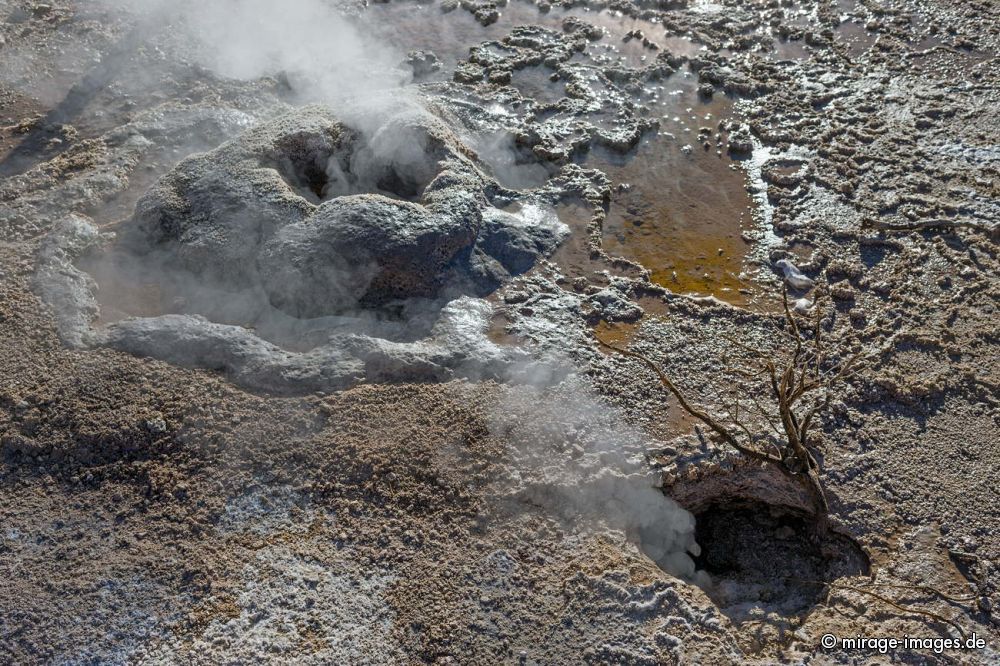 Survival of a tree
Geysers del Tatio
Schlüsselwörter: Fumarole Blasen malerisch Ã–kosystem extrem Umwelt zerbrechlich fragil Geysir Hitze heiss Wasser Hochebene Nebel Dampf morgens Naturschutzgebiet Rauch Schwefel entlegen bizarr Sonnenaufgang Wind wild geschÃ¼tzt Landschaft sprudelnd Geologie karg SchÃ¶nhei