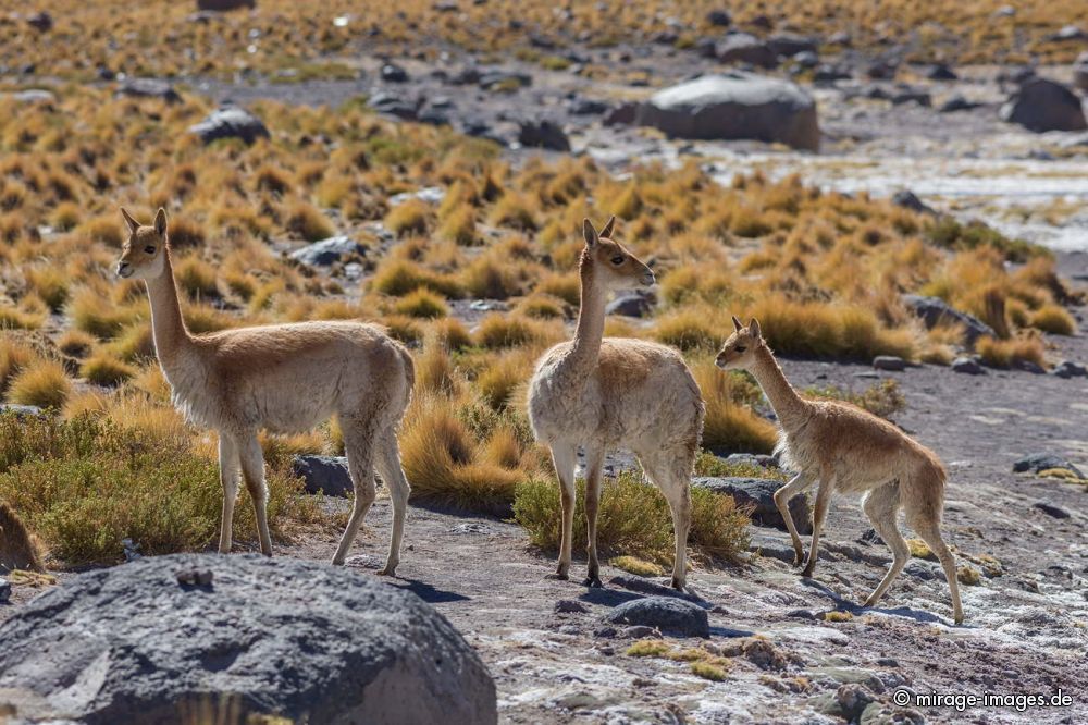 Guanakos
near Geysers del Tatio
Schlüsselwörter: Familie SÃ¤ugetiere wild Kamel Fell hellbraun Salz Lama Alpaka Jungtier Lama guanicoe Huanako Salar Gras frei scheu WÃ¼ste trocken Trockenheit