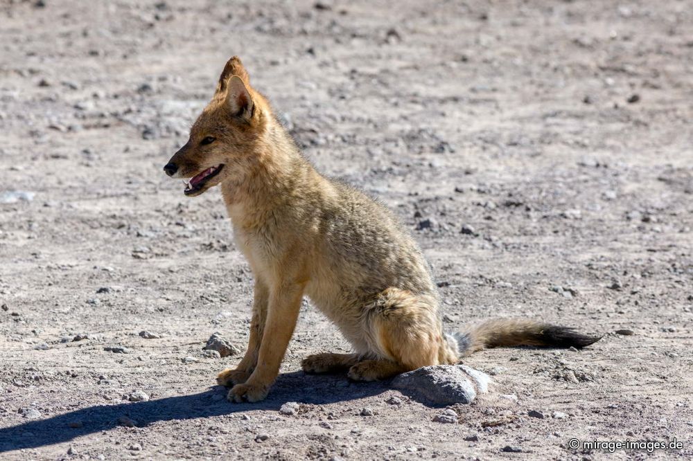 Chilenien Fox
near Geysers del Tatio
Schlüsselwörter: Säugetier wild Fell hellbraun frei scheu Fuchs Wüste jung trocken Trockenheit Fuchs animals1