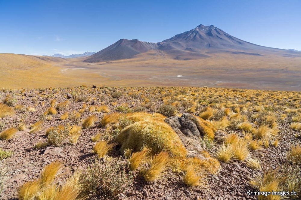 Cerro Miiques, Ichu Grass and catus
San Pedro de Atacama
Schlüsselwörter: spärlich Vegetation Landschaft Ichu Gras frei wild Vulkan Wüste malerisch Geologie karg Schönheit malerisch Naturschönheit Wüste Ruhe Einsamkeit Leere Stille menschenleer Naturschutz geschützt Sonne kalt hoch Weite erhaben entlegen sauber rein Natur