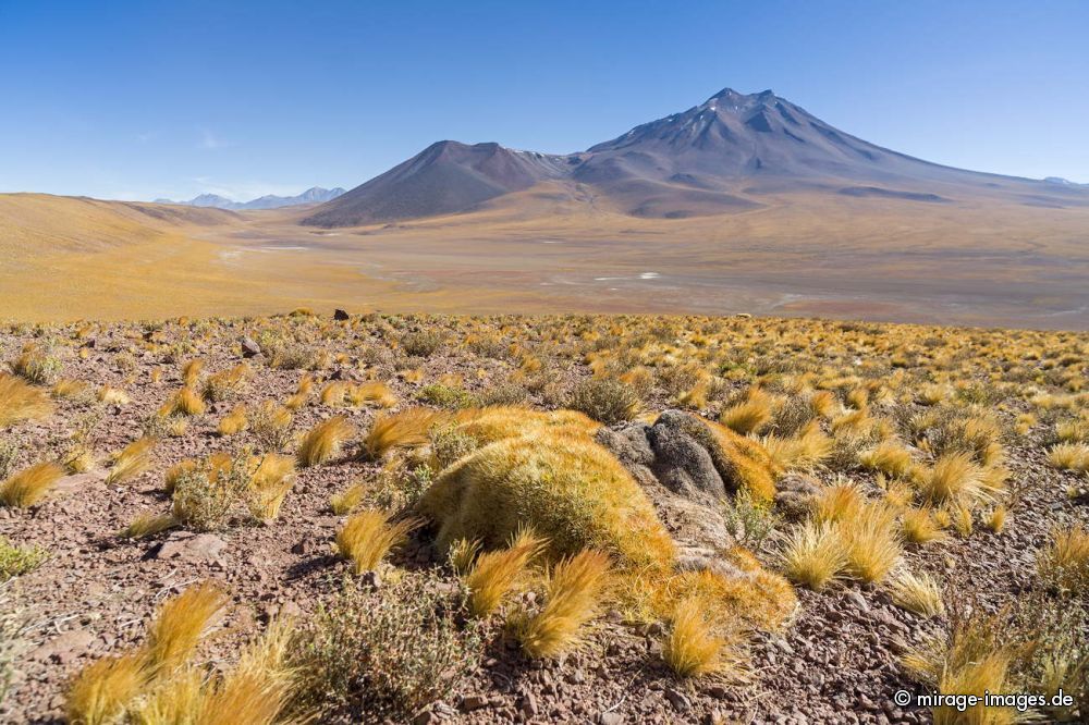 Cerro Miñiques, Ichu Grass and catus
San Pedro de Atacama
Schlüsselwörter: spÃ¤rlich Vegetation Landschaft Ichu Gras frei wild Vulkan WÃ¼ste malerisch Geologie karg SchÃ¶nheit malerisch NaturschÃ¶nheit WÃ¼ste Ruhe Einsamkeit Leere Stille menschenleer Naturschutz geschÃ¼tzt Sonne kalt hoch Weite erhaben entlegen sauber rein Natur