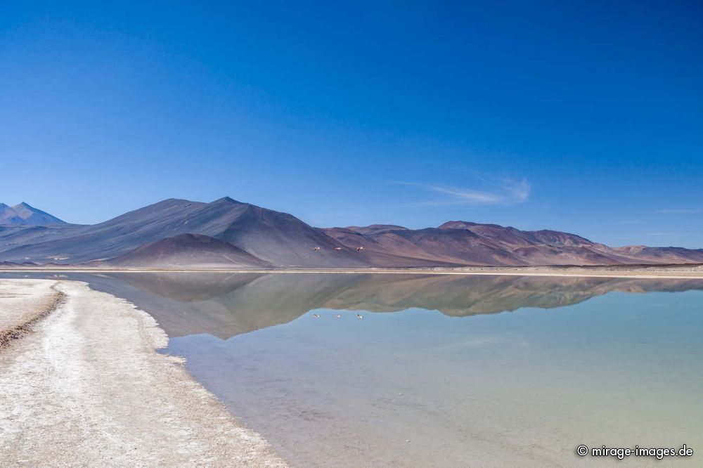 Flying Flamingos
Laguna Salar Talar 
Schlüsselwörter: Salzsee Lagune Feuchtgebiet VÃ¶gel Flamingos blau Spiegelung Wildnis menschenleer fliegen spÃ¤rlich karg malerisch szenisch frei wild Freiheit Landschaft Vulkan karg SchÃ¶nheit WÃ¼ste Ruhe Einsamkeit Leere Stille Naturschutz geschÃ¼tzt Sonne Weite erhaben