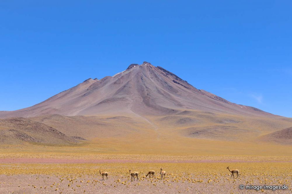 Guanakos in front of the volcano Cerro Miiques
San Pedro de Atacama
Schlüsselwörter: spärlich Vegetation Landschaft Guanakos Ichu Gras frei wild Vulkan Kegel Geologie karg Schönheit malerisch Naturschönheit Wüste Ruhe Einsamkeit Leere Stille menschenleer Naturschutz geschützt Sonne kalt hoch Weite erhaben entlegen sauber rein Natur