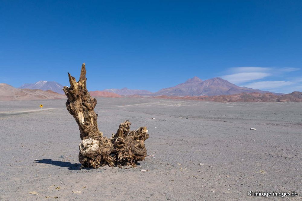 Ruta 23
San Pedro de Atacama
Schlüsselwörter: Wüste Ruhe Einsamkeit Stille spärlich Wurzel abgestorben ausgetrocknet tot Leere Natur archaisch ursprünglich trocken Verkehrschild dürr arid wasserarm karg Vegetation Landschaft Vulkan Geologie karg Schönheit Naturschönheit Himmel blau menschenleer
