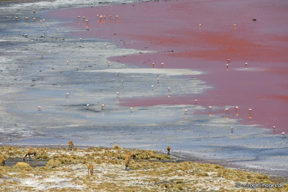 Laguna Colorada
Reserva Nacional de Fauna Andina Eduardo Aboaroa
