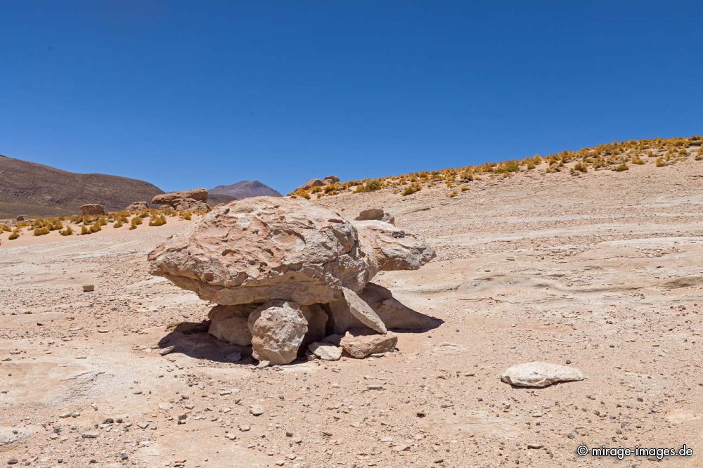 Turtle
Altiplano - Reserva Nacional de Fauna Andina Eduardo Aboaroa
