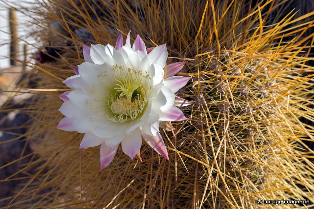 Cactus Flower
 Isla Incahuasi  - Uyuni
Schlüsselwörter: plants1 flowers1