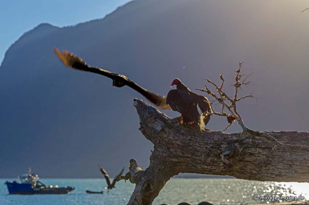 Black vulture
Hornopiren
