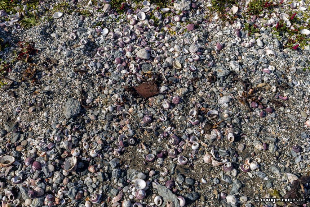 Countless Shells
Chiloé
