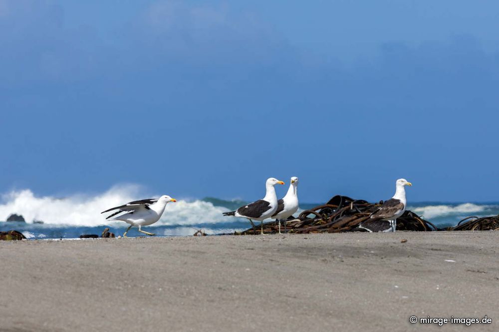 Seagulls
Chiloé
