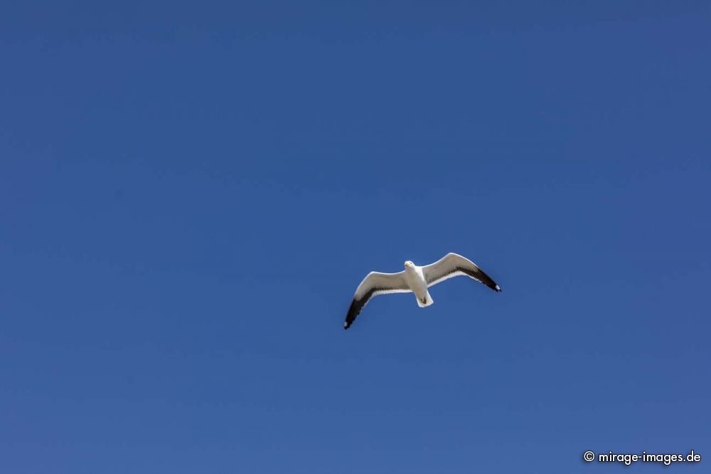 Seagull
Chiloé
Schlüsselwörter: animals1