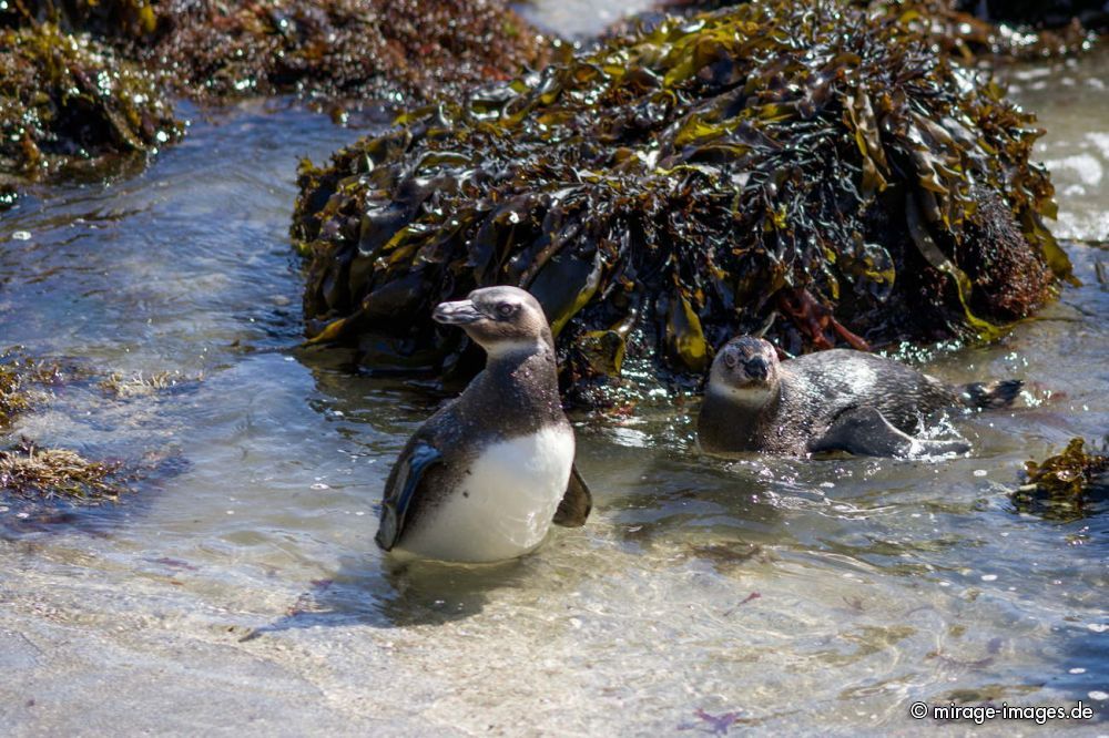 Penguin Colony
Chiloé
