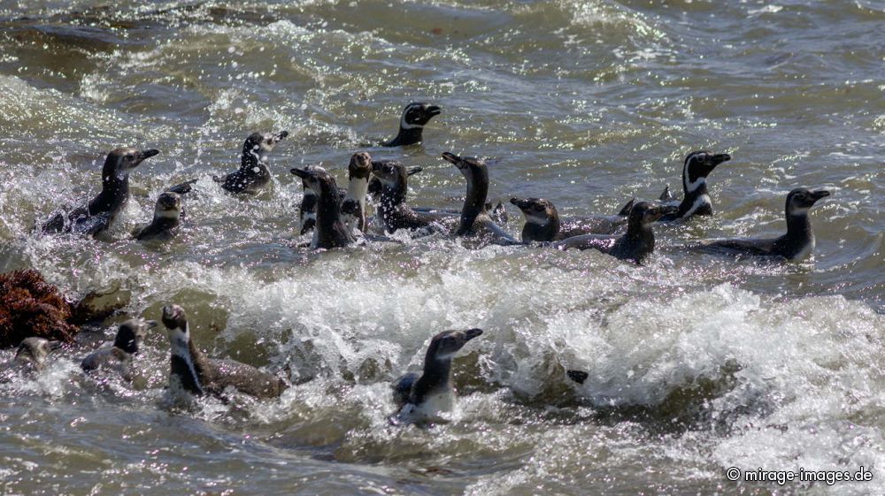 Penguin Colony
Chiloé
