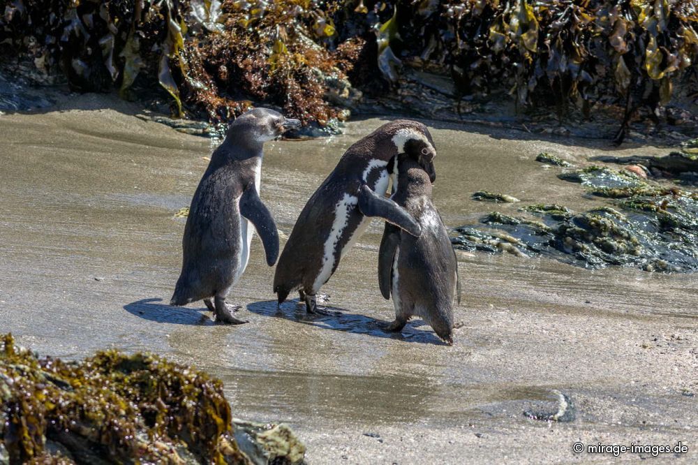 Penguins
Chiloé
Schlüsselwörter: animals1 love1