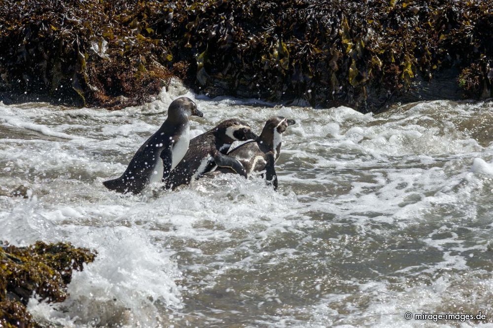 Penguin
Chiloé
Schlüsselwörter: animals1