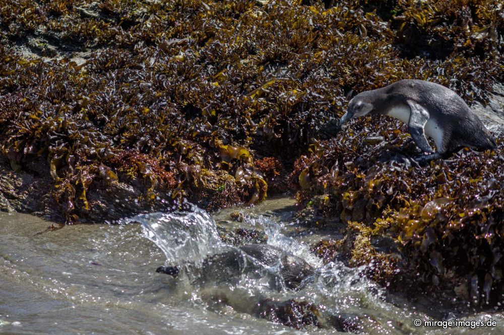 Penguin
Chiloé
Schlüsselwörter: animals1