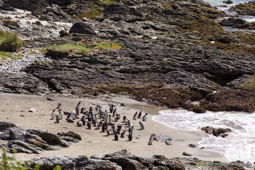 Penguin Colony
Chiloé
Schlüsselwörter: animals1