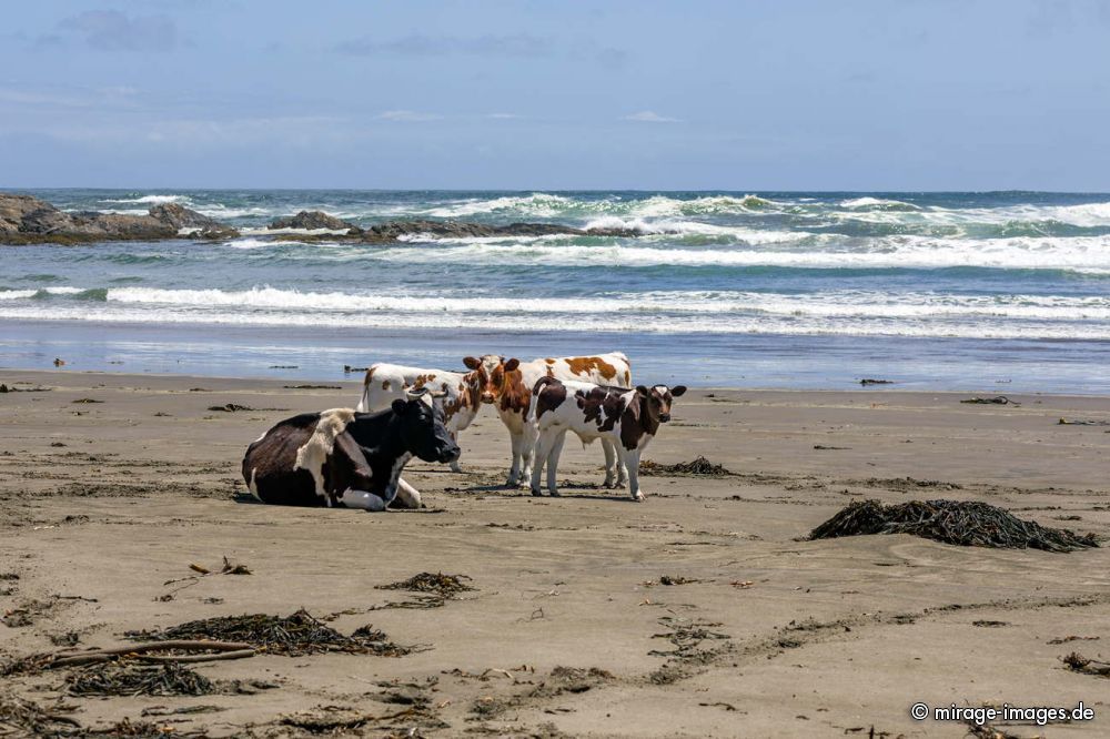 Chilling Cows on the Beach
Chiloé
