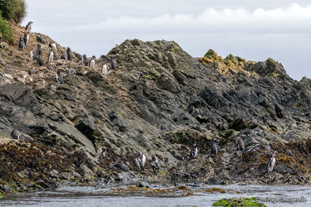 Penguin in  Islotes de Puihuil Natural Monument
Chilo
