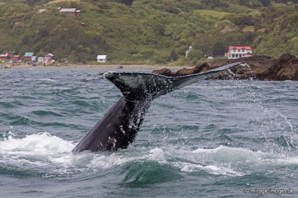 Blue Whale
Chiloé
