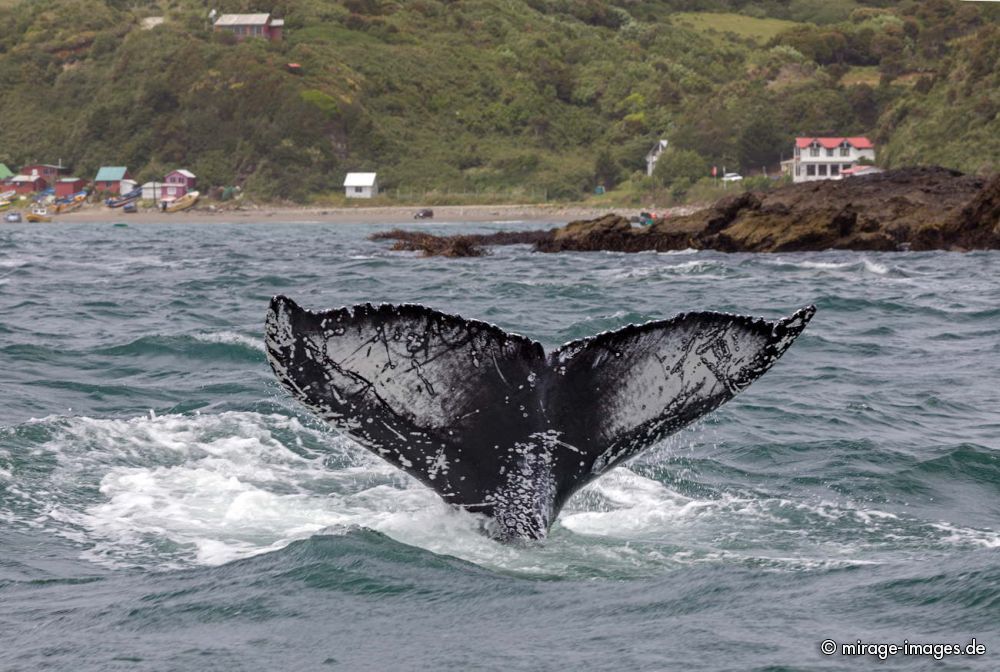 Blue Whale
Chiloé
Schlüsselwörter: animals1