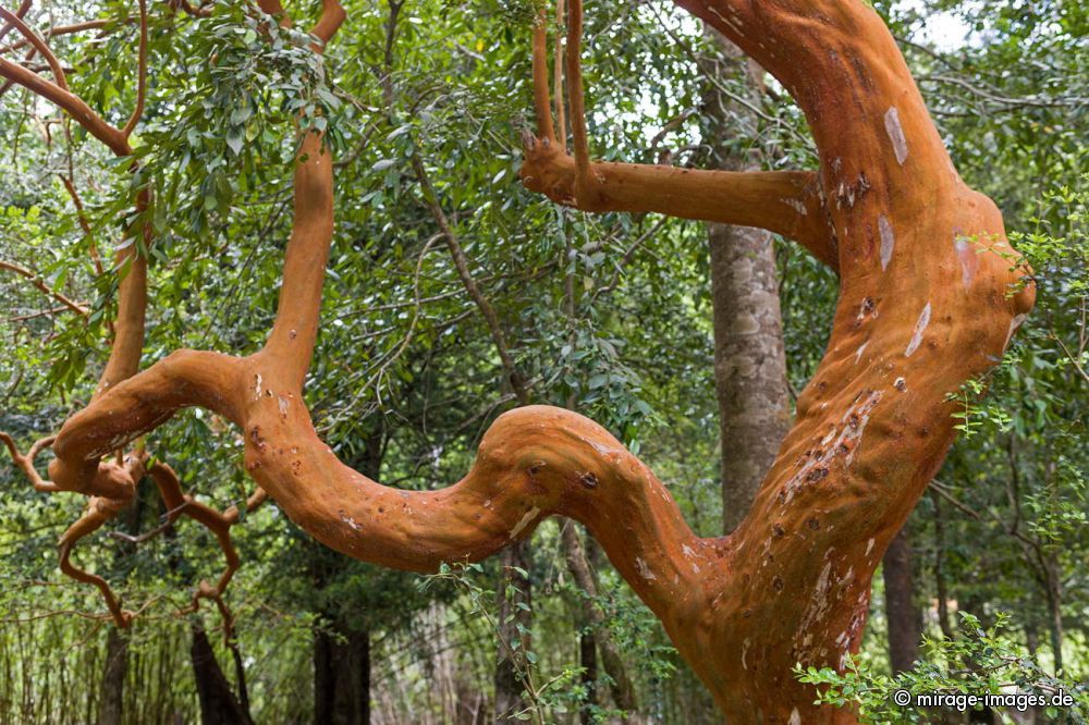 Branch
Parque Nacional Huerquehue
