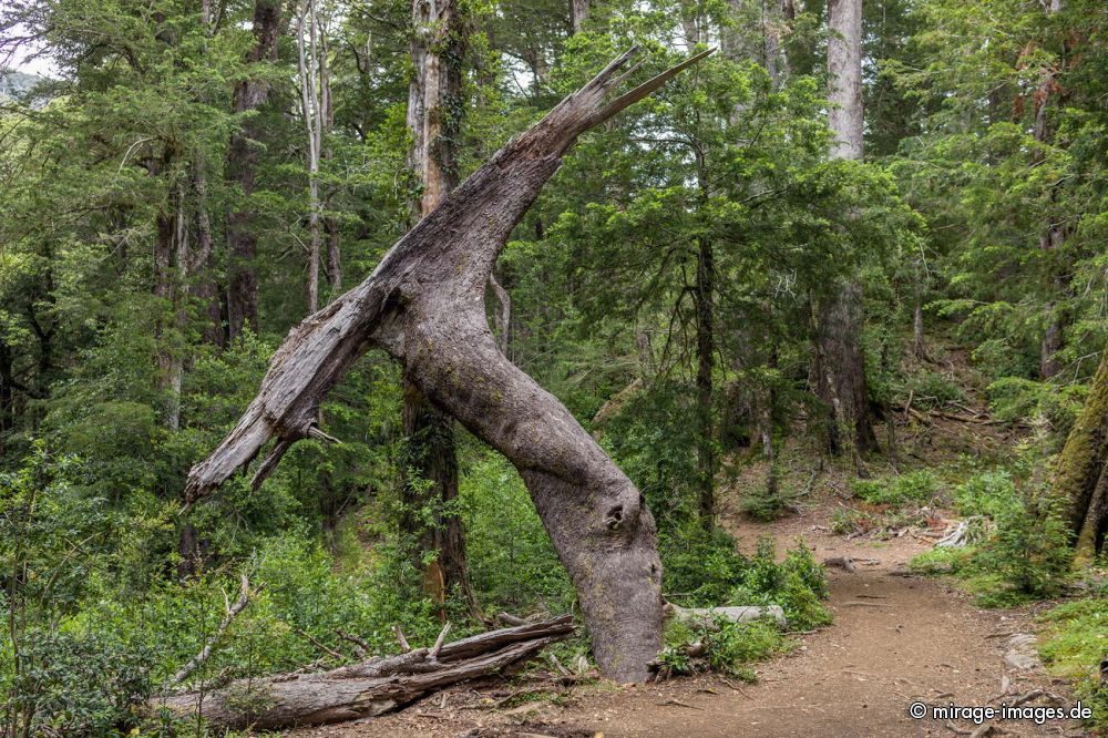 Broken Tree
Parque Nacional Huerquehue
