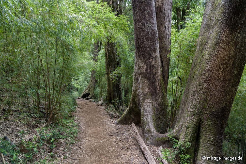 Path
Parque Nacional Huerquehue
