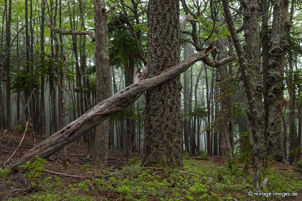 Araukaria Forest
Parque Nacional Huerquehue

