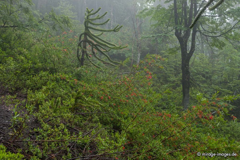 Fog in Araukaria Forest
Parque Nacional Huerquehue
