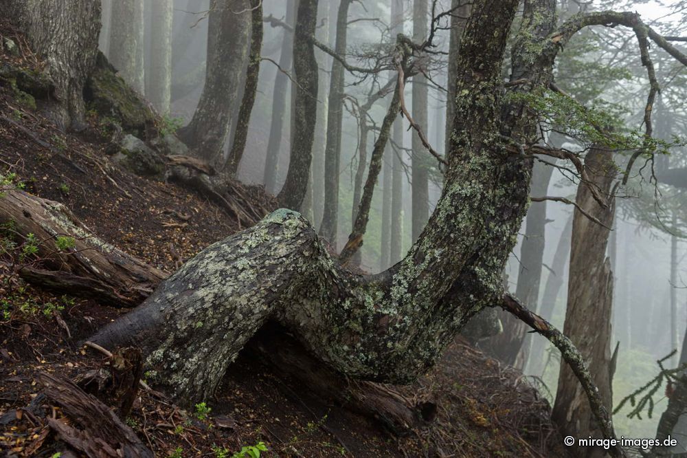 Fog in Araukaria Forest
Parque Nacional Huerquehue
