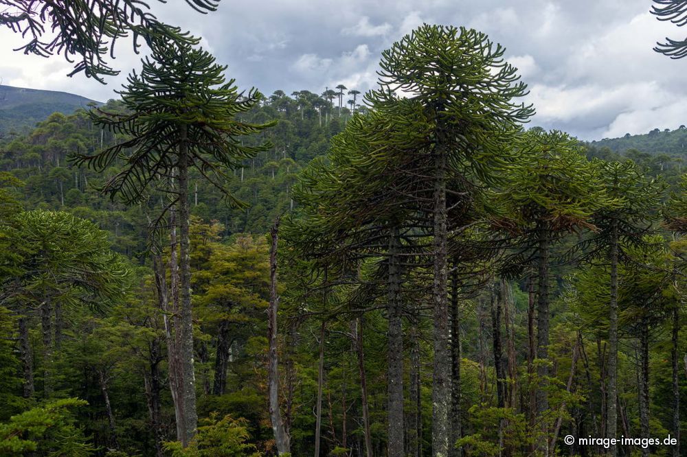 Old Araukaria Trees
Parque Nacional Huerquehue
