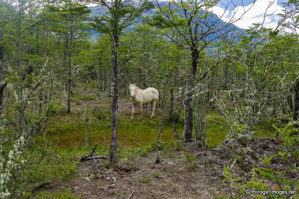 White Horse
