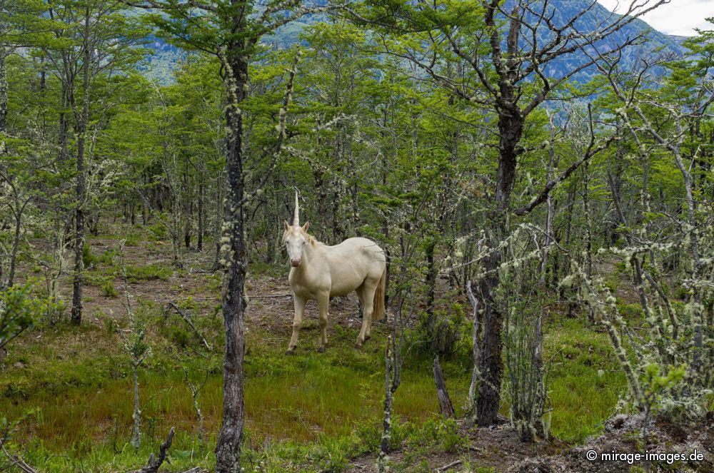 Unicorn
Schlüsselwörter: einhorn