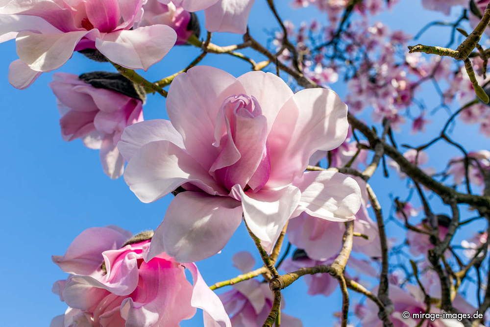 Magnolia
Lac LÃ©man
