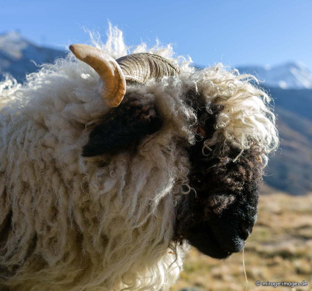 Schwarzkopf sheep
Zermatt
