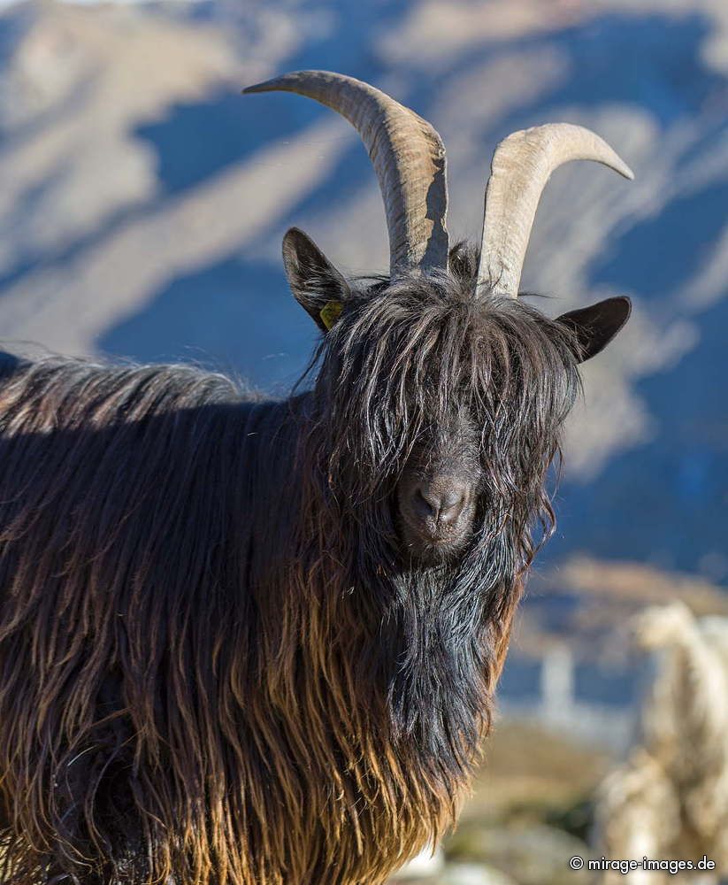 Valais black-necked goat
Zermatt
