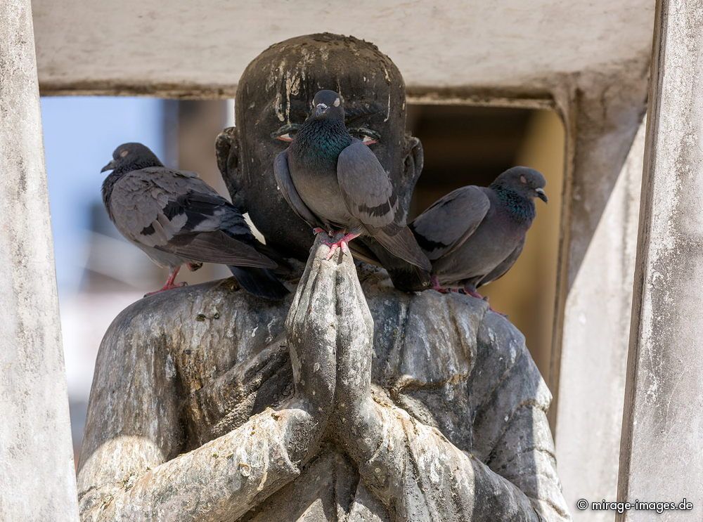 Holy Pidgeons
Manjushree Sarashwati Temple
