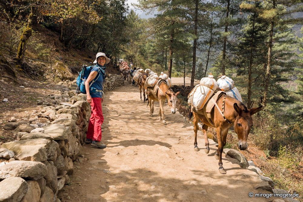 Mulis on the way
Sagarmatha National Park
