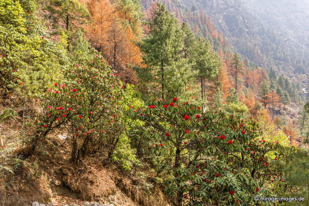 Rhododendron - forest
Sagarmatha National Park
