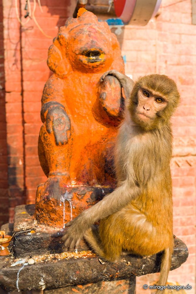 No Picture!
Swayambhu Stupa - Monkey Temple
