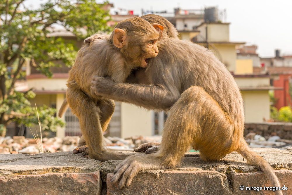 Playing Monkeys
Swayambhu Stupa - Monkey Temple
Schlüsselwörter: animals1