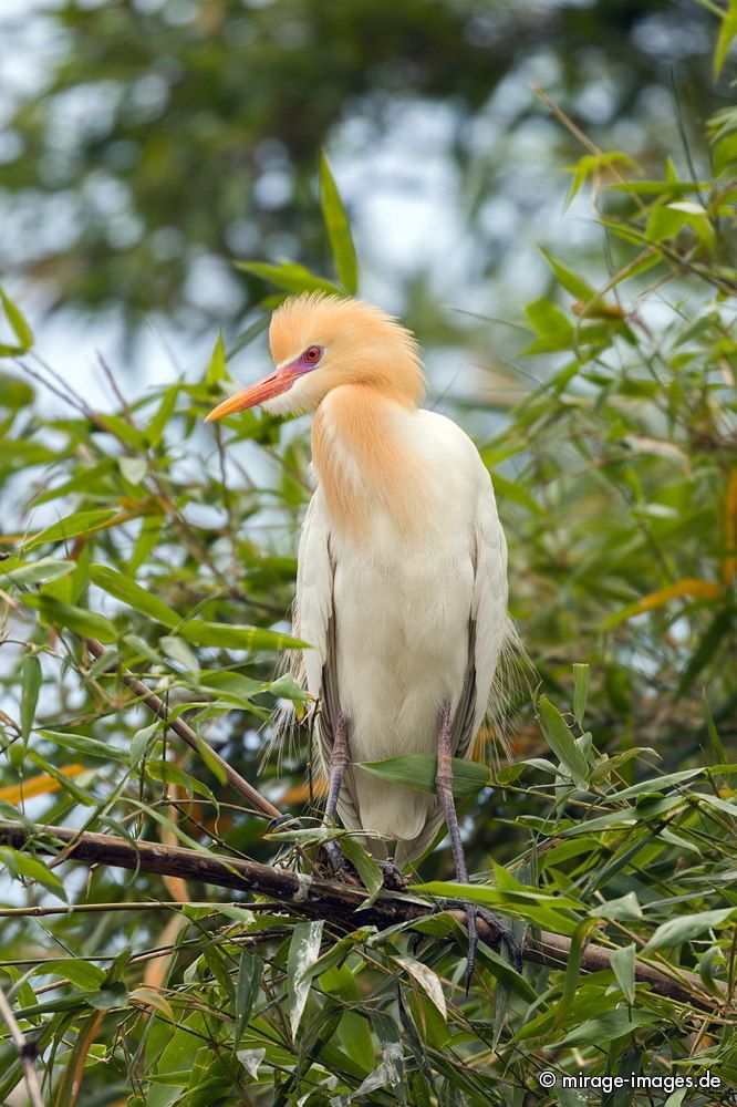 Kuhreiher - Bubulcus ibis - at Phewa Lake
Pokhara
Schlüsselwörter: animals1