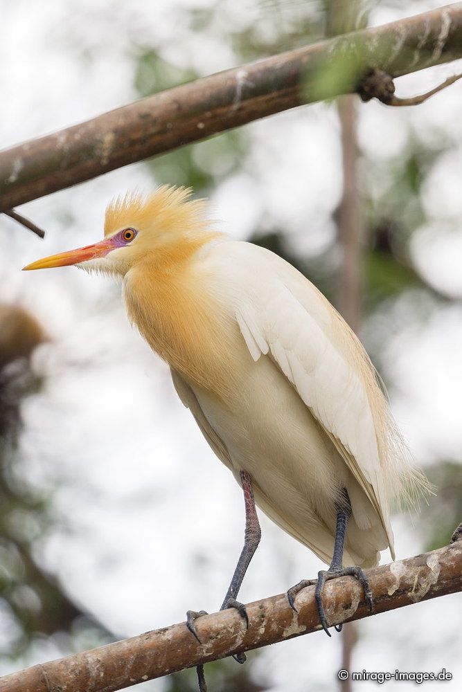 Cattle egret - Kuhreiher
Pokhara
Schlüsselwörter: animals1