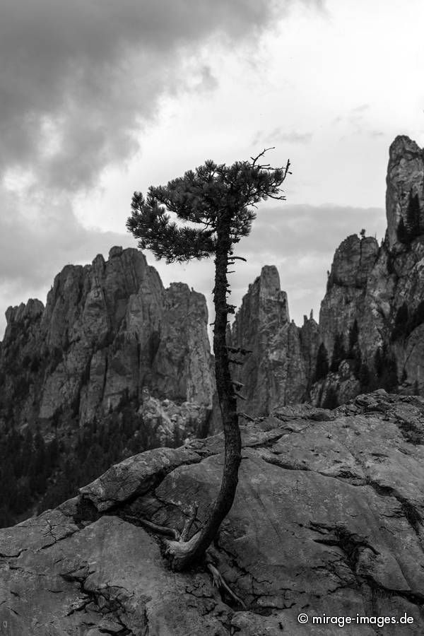 Lonely Tree
Freiburger Voralpen
Schlüsselwörter: trees1