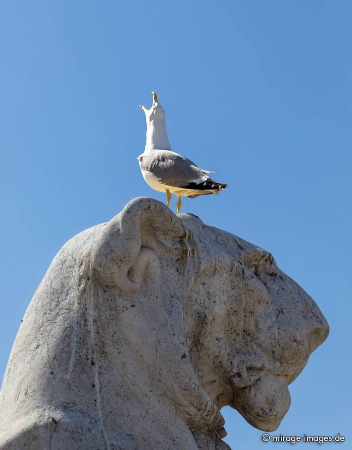 Seagull's cry
Roma
Schlüsselwörter: animals1